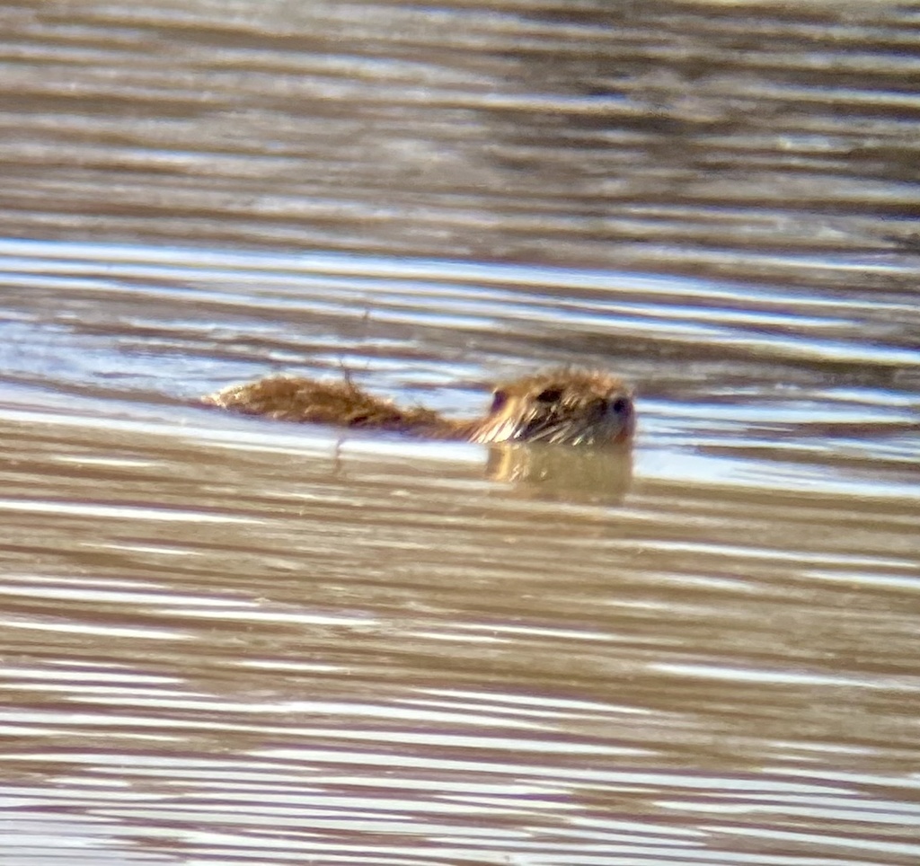 Coypu From N I E Frontage Rd Carrollton Tx Us On February