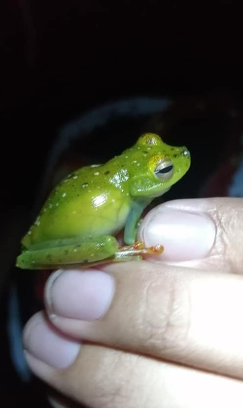 Red Webbed Tree Frog From Regi N Aut Noma De La Costa Caribe Sur