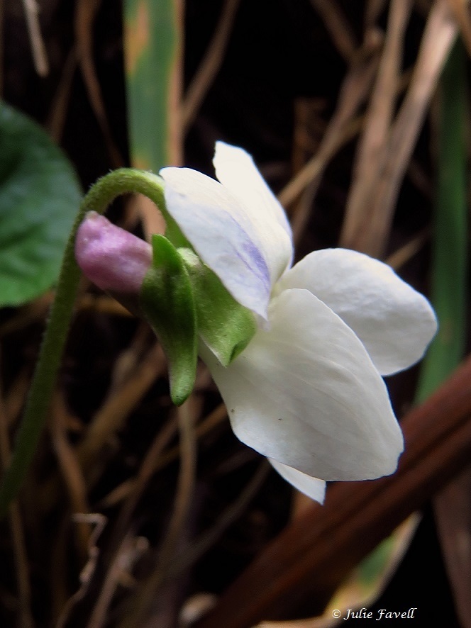 Violets From Wolgan State Forest Nsw Australia On March