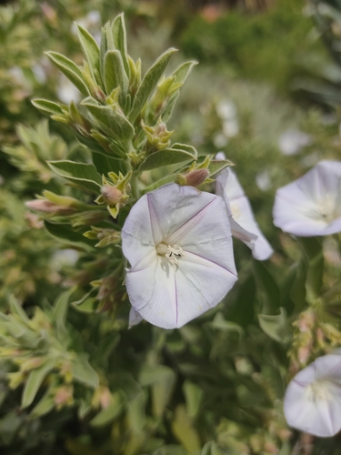 Convolvulus Fruticulosus Fruticulosus Tenerife Borganiales And