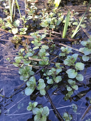 A19 Beekpunge Beheer Kruidentuin Abdij Postel INaturalist