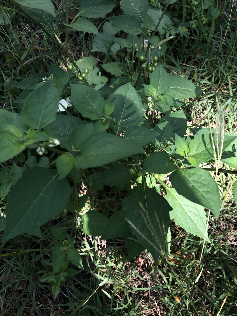 American Black Nightshade From Las Palmas Santiago De Los Caballeros