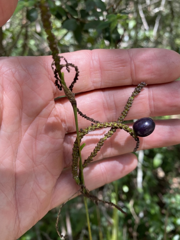 Settler S Flax From Anstead Qld Australia On March At