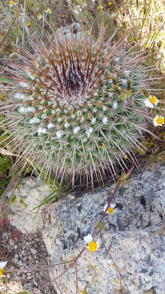 Mammillaria Petterssonii From Guanajuato Gto Guanajuato Gto Mx On