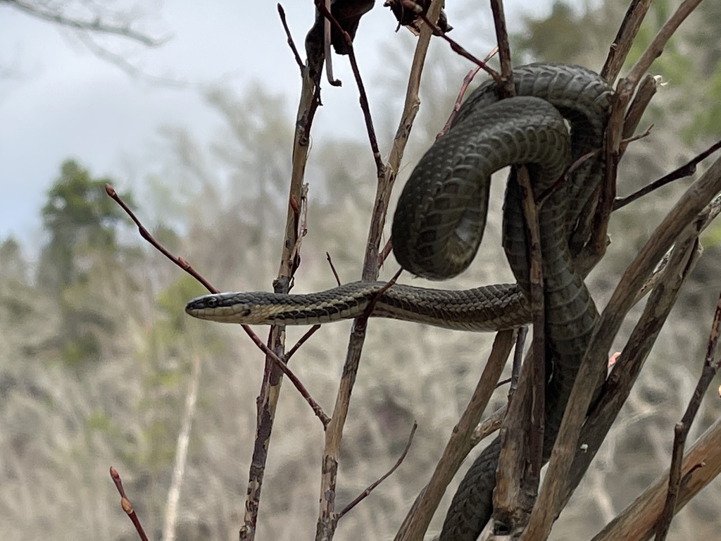 Queensnake In March By Mattgoodson Inaturalist