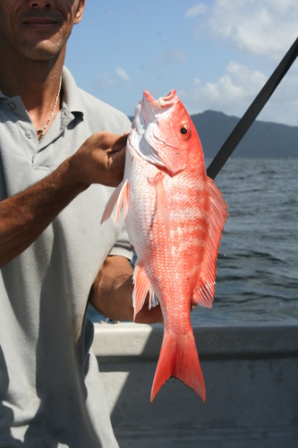 Pargo Rojo Lutjanus Purpureus