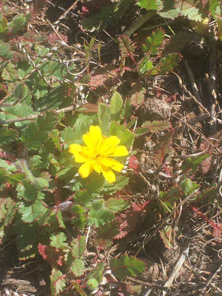 Cretanweed From Lawson Valley Rd Jamul CA US On March 29 2021 At 10