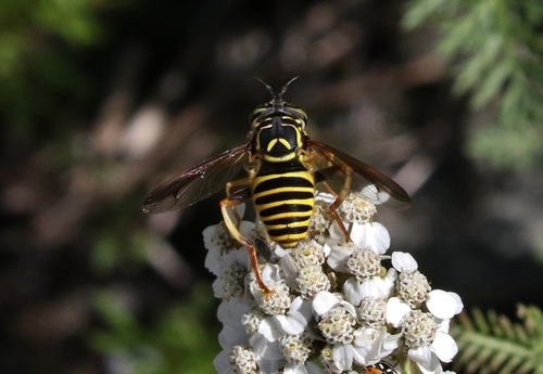 Crandall S Hornet Fly Spilomyia Crandalli