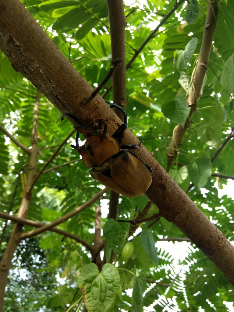 Elephant Beetle From La Chorrera District Panama On July 18 2019 At