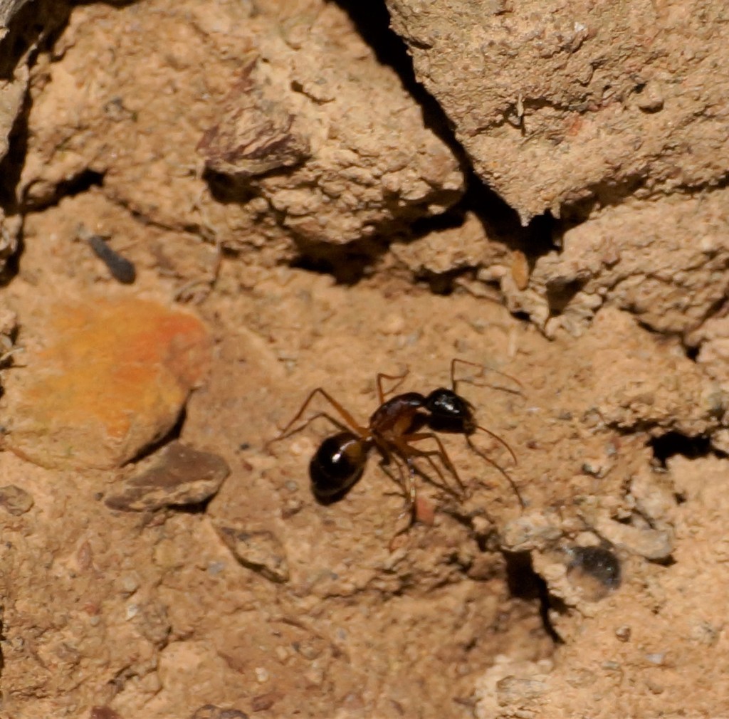 Banded Sugar Ant From Blackwood Vic Australia On April At