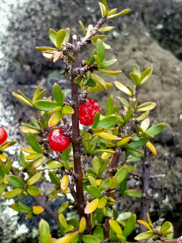 Coprosma Cheesemanii From Ben Ohau New Zealand On April 3 2021 At 12