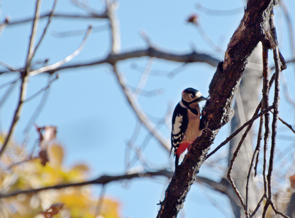 Great Spotted Woodpecker From Dongan Gu Anyang Gyeonggi Do South