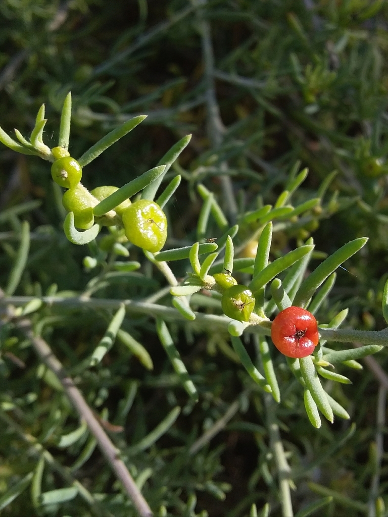 Barrier Saltbush From Stop Botanic Rd North West Side Adelaide Sa