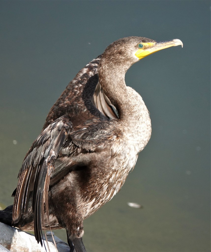 Double Crested Cormorant From Lake Los Carneros Goleta CA USA On