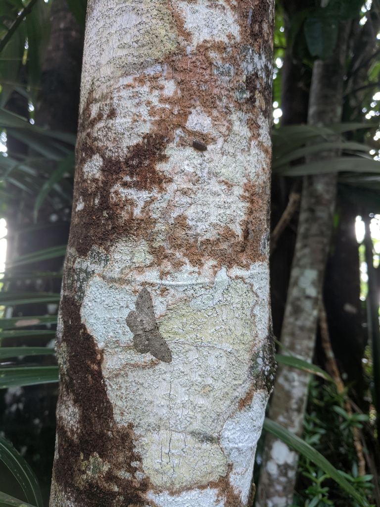 Catoria Hemiprosopa From Coquette Point Qld Australia On February