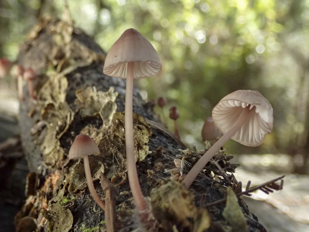 Mycena Kurramulla From Won Wron VIC 3971 Australia On May 01 2015 At