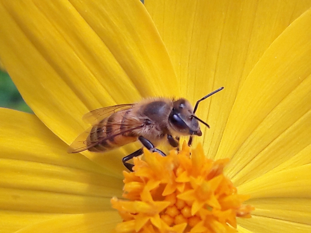 Western Honey Bee from Shin Ql 5 Conjunto 2 St de Habitações