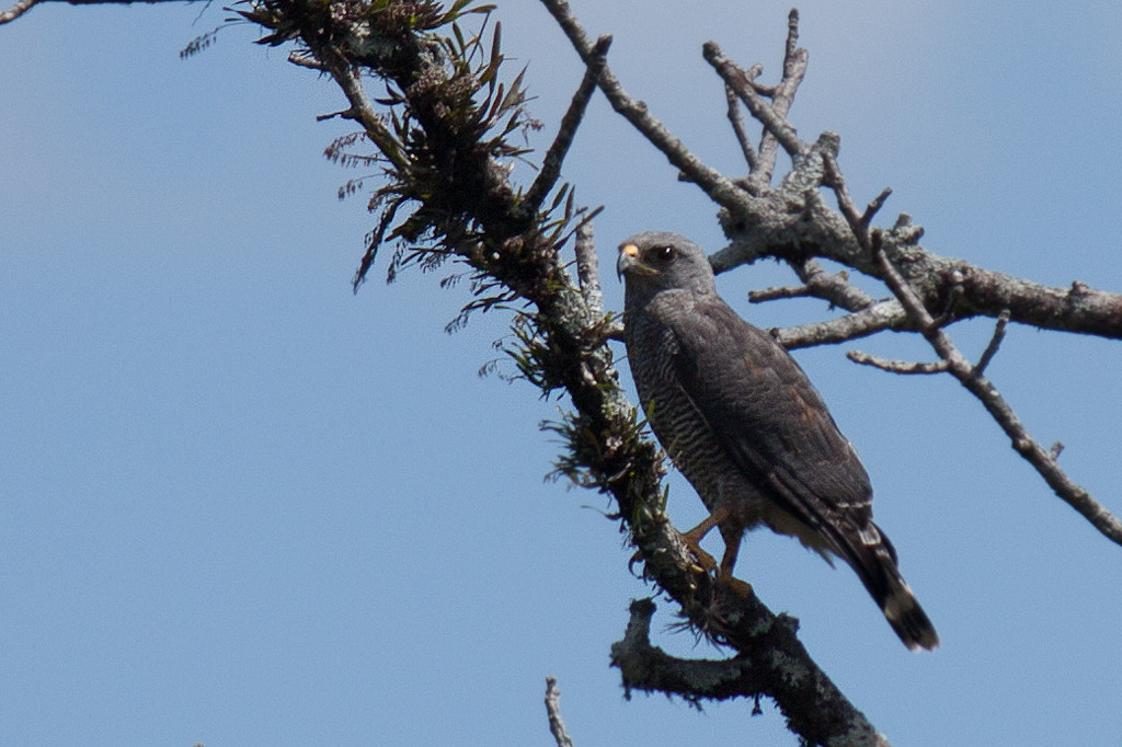 Grey Hawk Birds Of Chiricahua NM INaturalist Mexico