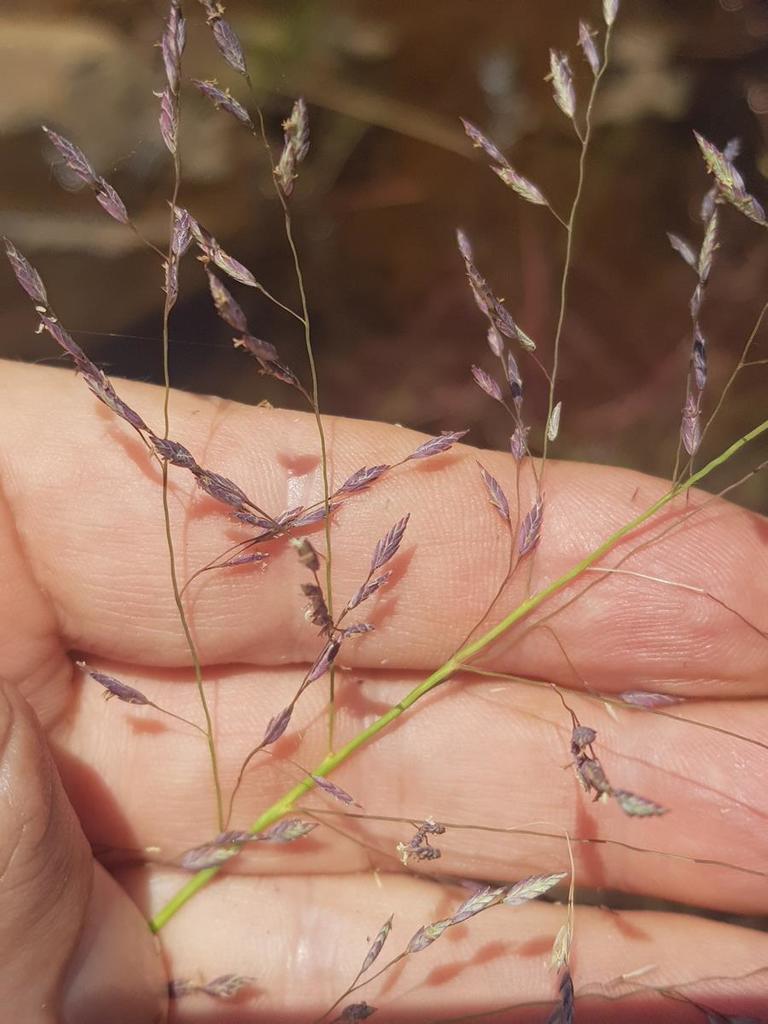 Eragrostis Inamoena From Ehlanzeni South Africa On March At