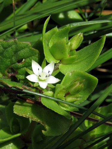 Subspecies Crassula Pellucida Alsinoides Inaturalist