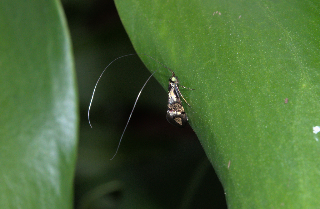 Nemophora Topazias From Foster Vic Australia On April At