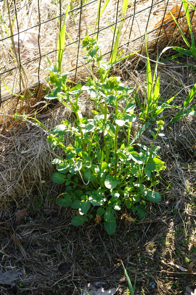 Bitter Wintercress From Martinsville Bridgewater Township Nj Usa On