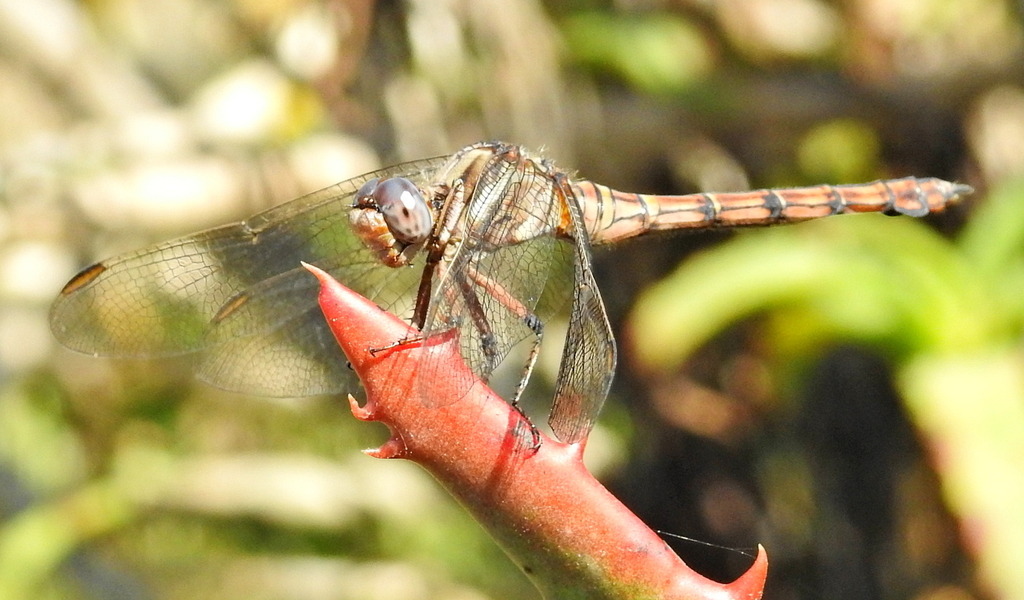 Cape Julia Skimmer Dragonflies And Damselflies Odonata Of Africa