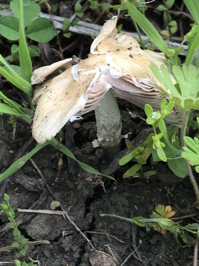 Common Gilled Mushrooms And Allies From Riverlands Way West Alton MO