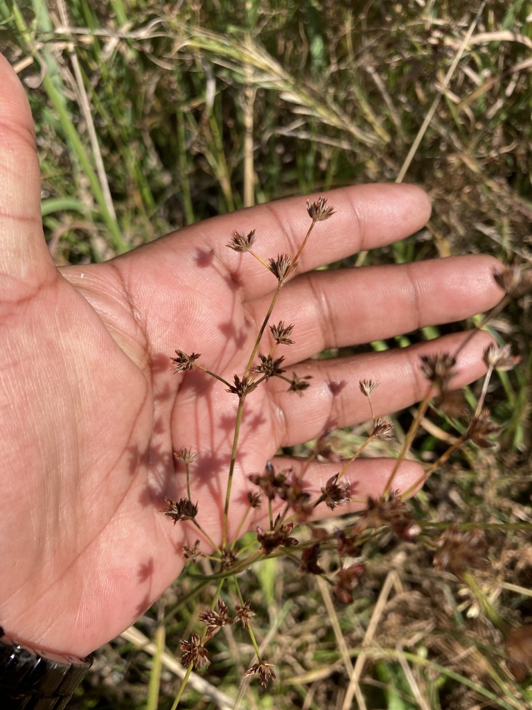 Beaked Rush From Luiperd Avenue Gp Za On May At Pm By