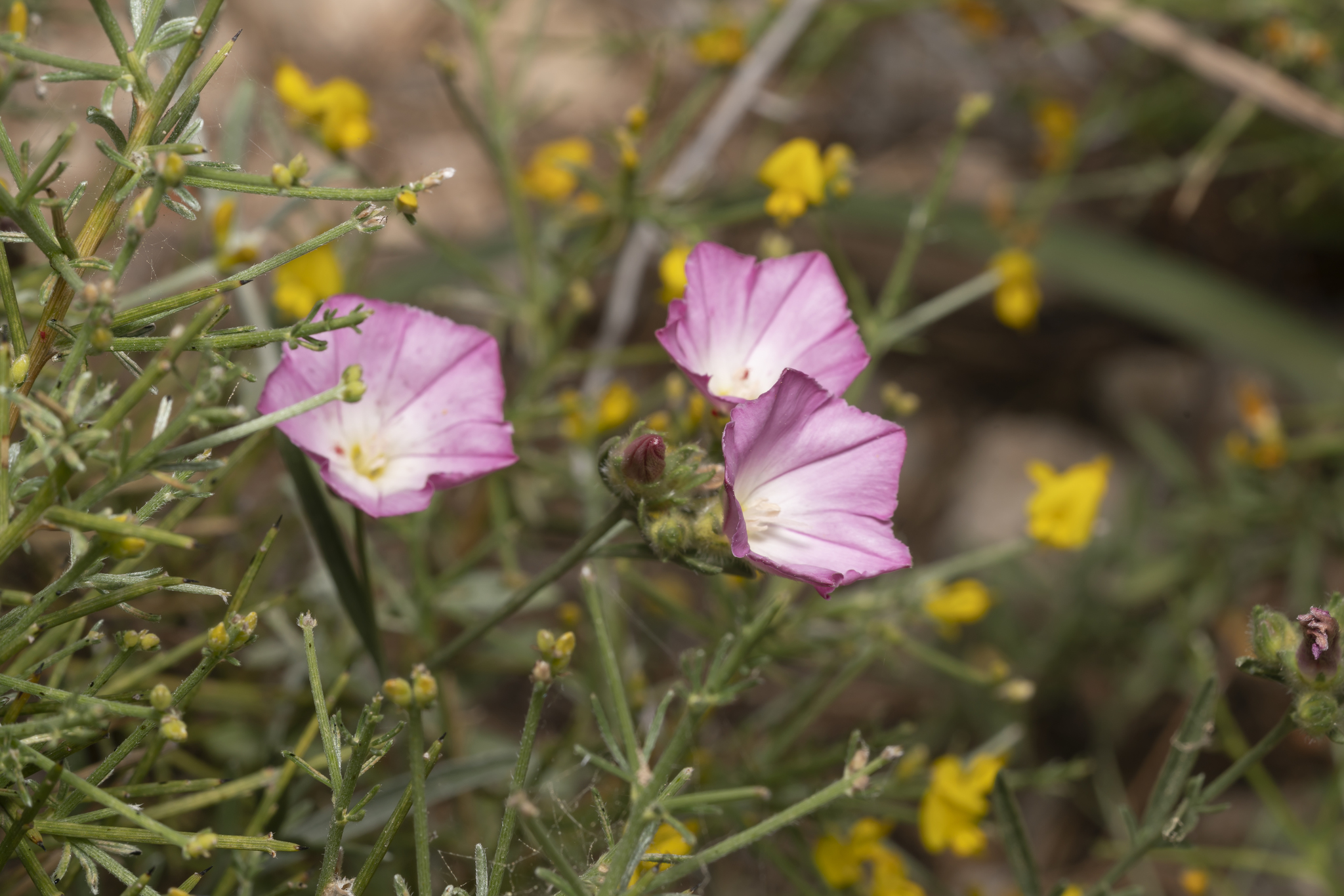 Convolvulus Oleifolius Desr