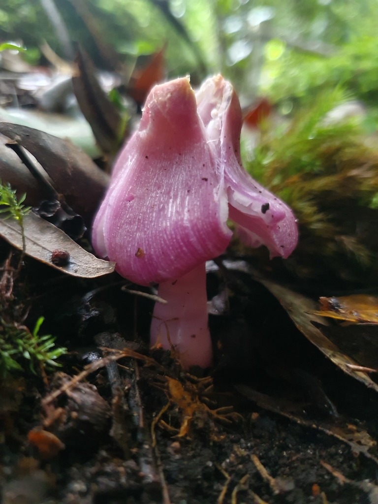 Mauve Splitting Waxcap From Somersby Falls Walking Track Somersby Nsw