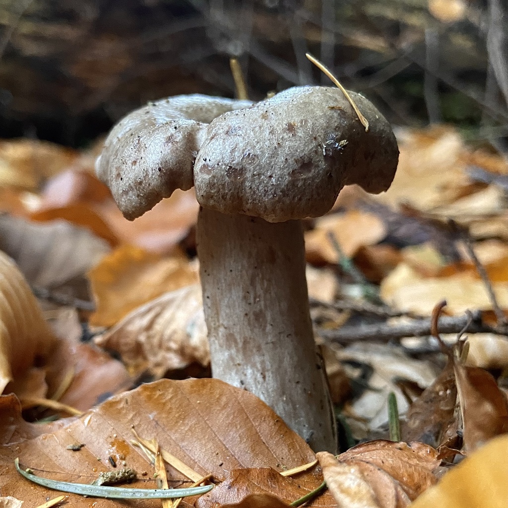 Common Gilled Mushrooms And Allies From Grahams Bush Walkway Normanby