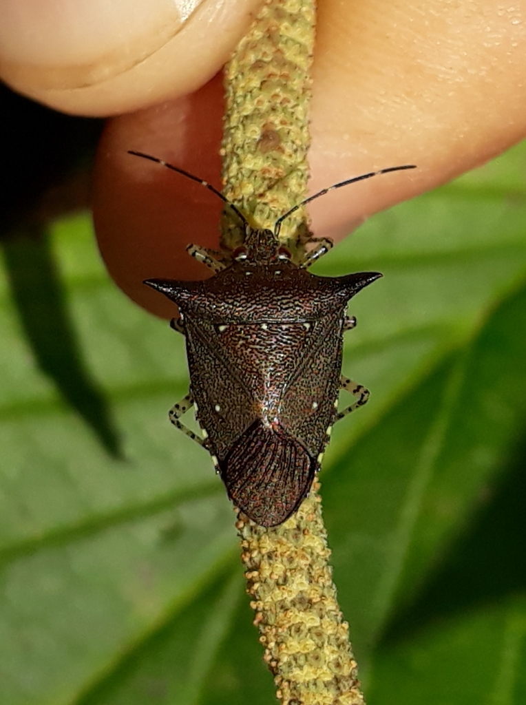 Sibaria armata from 17 St de Habitações Individuais Norte St De