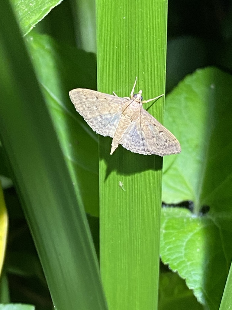 Grass Webworm Moth From Salisbury Queensland Australia On May