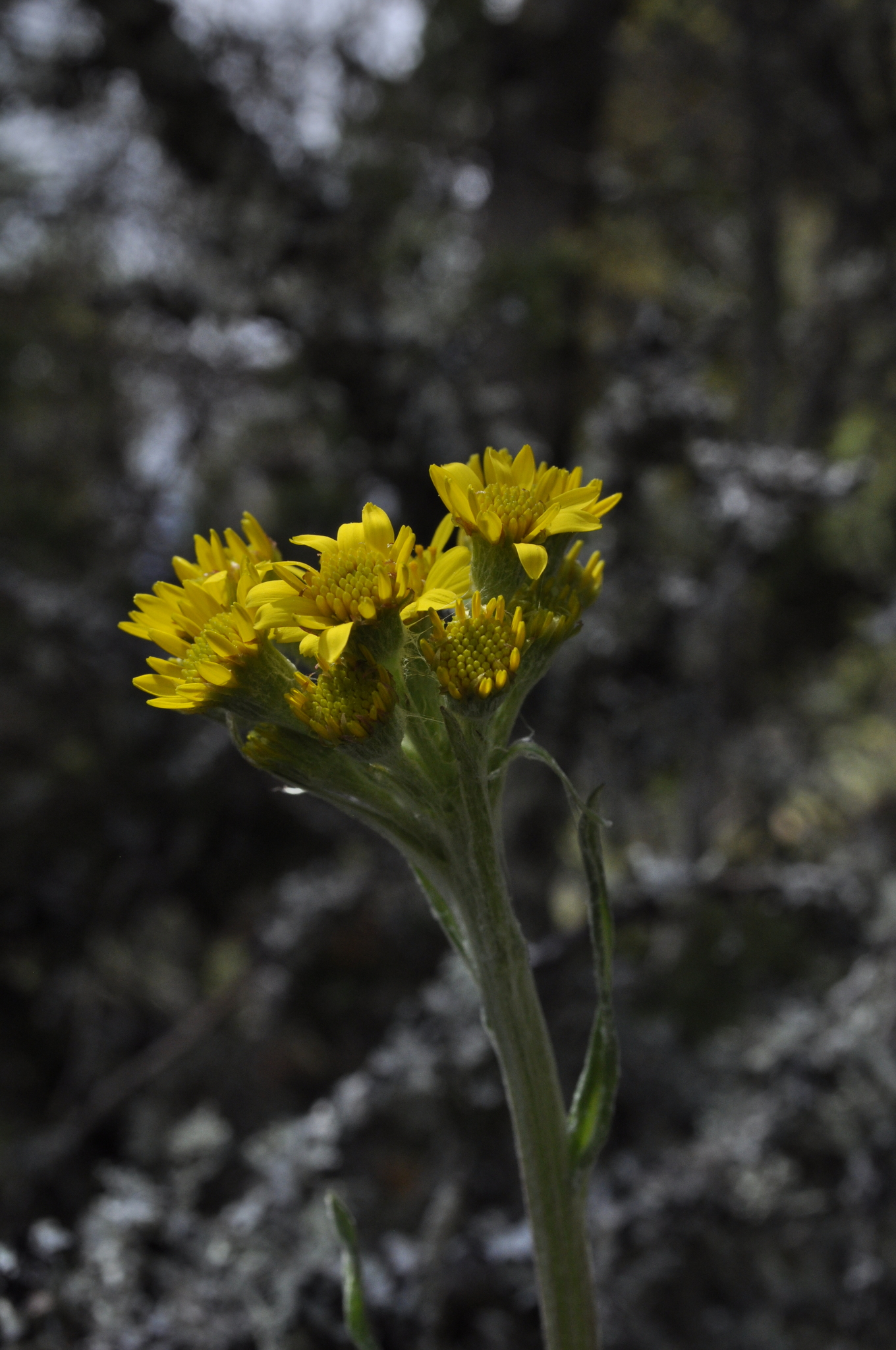 Tephroseris Helenitis Subsp Helenitis