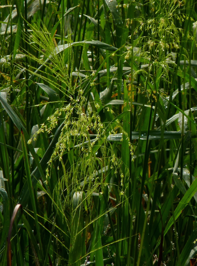 Wild Rice North Woods Great Lakes Linnaeus List INaturalist