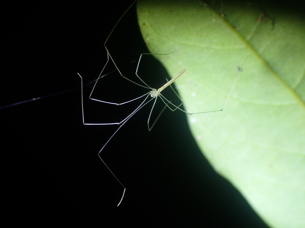 Slender Pholcids From Cooloola QLD 4580 Australia On May 14 2021 At