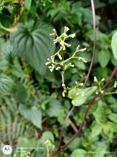 Variety Valeriana Scandens Candolleana Inaturalist