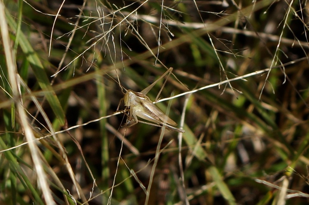 Lesser Meadow Katydids From Billa Billa Qld Australia On May