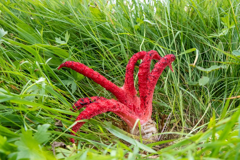 Dedos Del Diablo Macrohongos De Cali Colombia NaturaLista Colombia