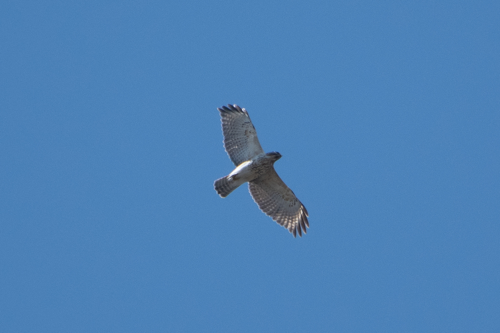 Red Shouldered Hawk From Berlin Vt Usa On April At Pm