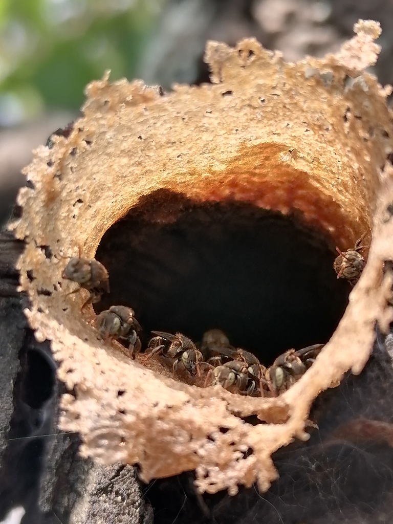 Mexican Pitted Stingless Bee From Centla Tabasco M Xico On May