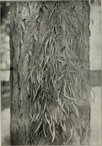 Narrow Leaved Ironbark Narrow Leaved Red Ironbark Grey Ironbark