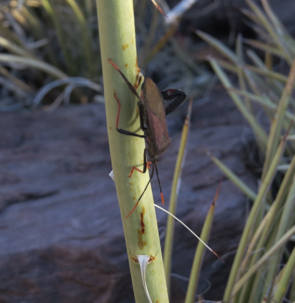 Giant Agave Bug From Cochise County Az Usa On May At