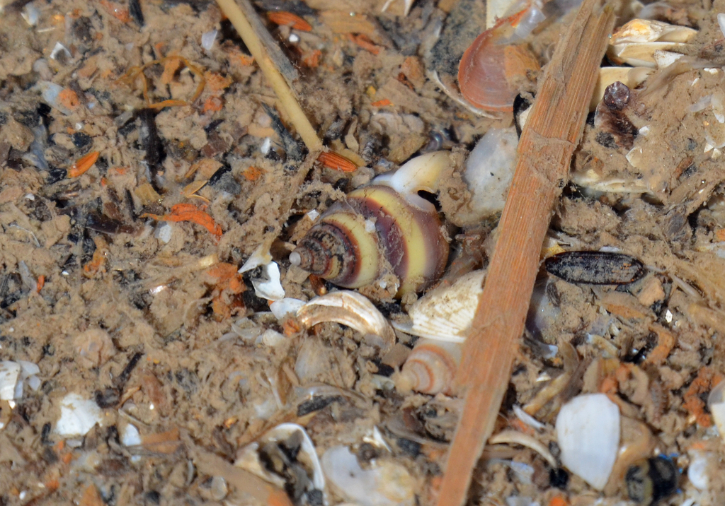 Nassarius Succinctus From On May At Am By