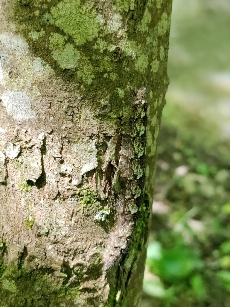 Butterflies And Moths From Riserva Naturale Monte Rufeno On May 26