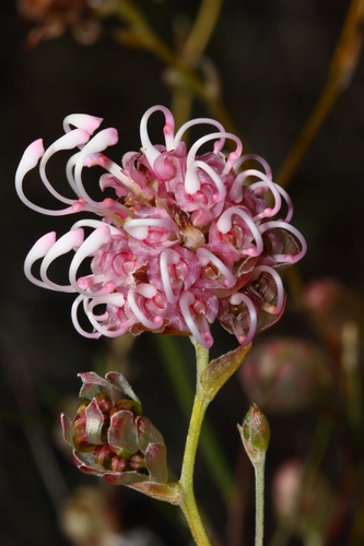 Subspecies Grevillea Bracteosa Howatharra INaturalist