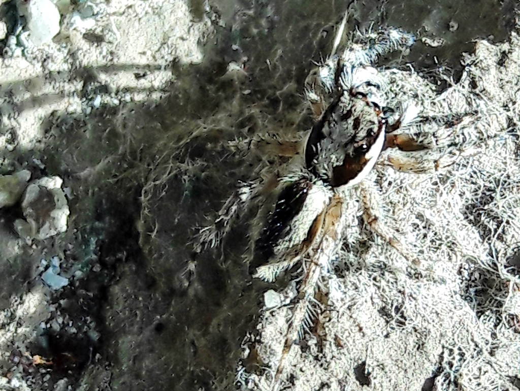 Gray Wall Jumping Spider from Shin Ql 5 Conjunto 2 St de Habitações