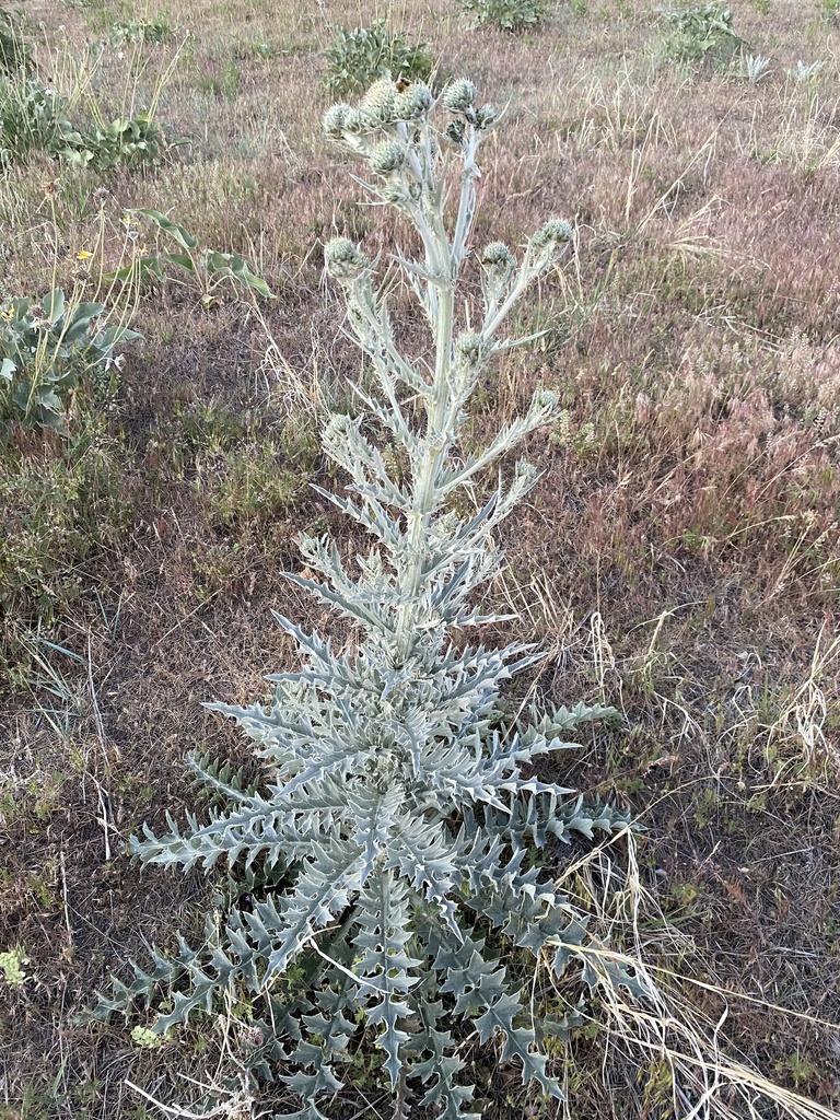 Wavyleaf Thistle From The Avenues Salt Lake City UT US On June 1