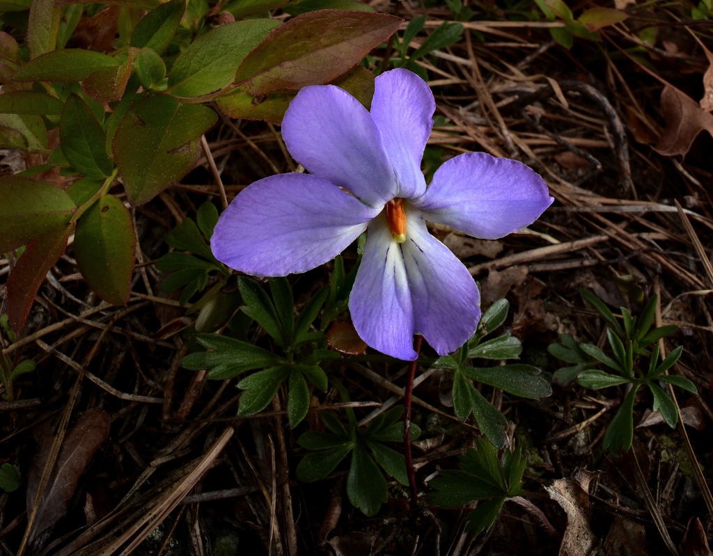 Bird S Foot Violet In May By Alex R Inaturalist